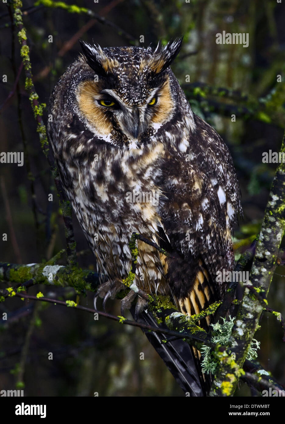 Gufo comune Foto Stock