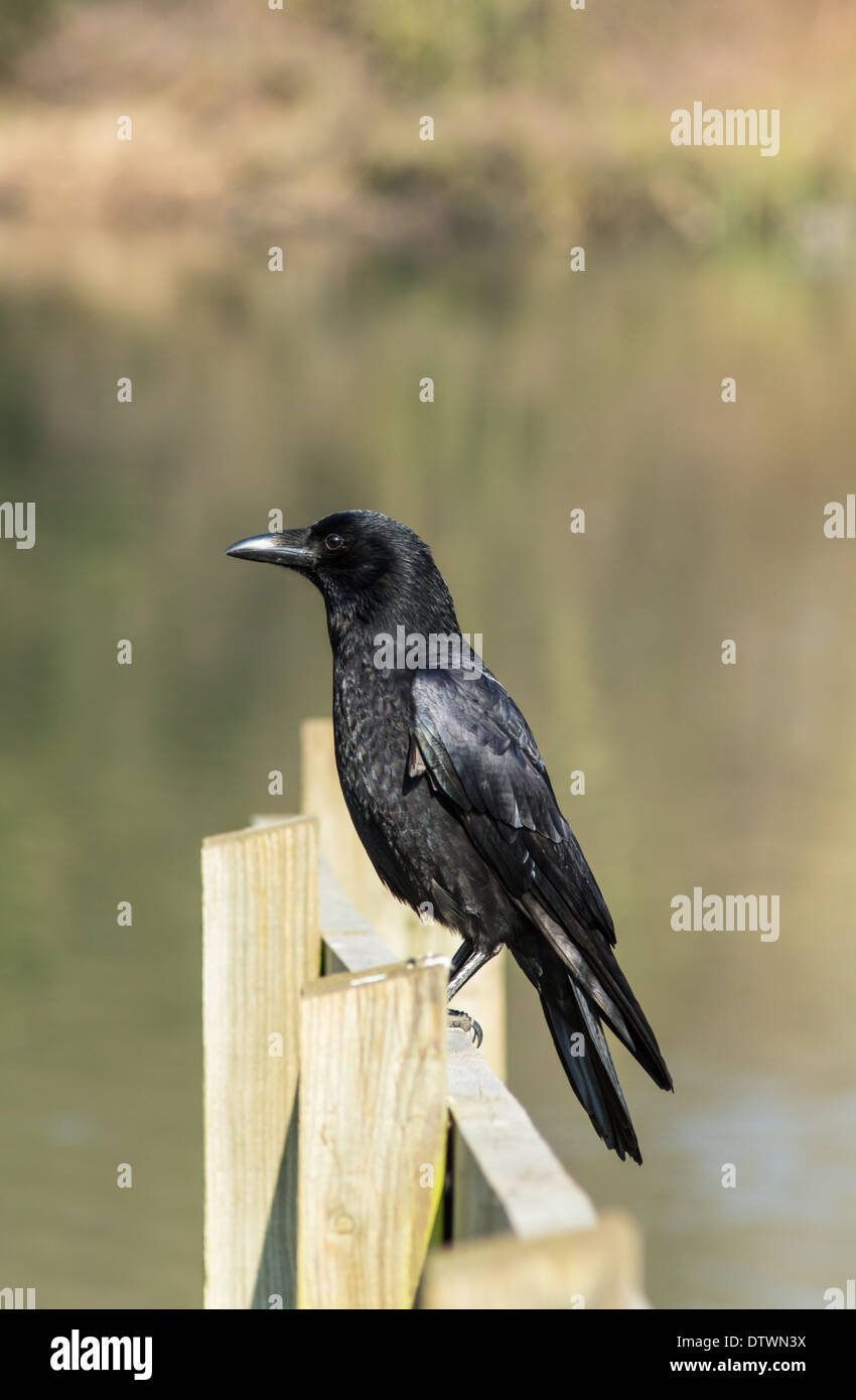 Carrion Crow (Corvus corone corone) Foto Stock