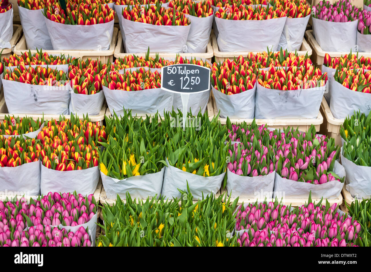 I tulipani in vendita al mercato dei fiori di Amsterdam, Amsterdam Paesi Bassi Foto Stock