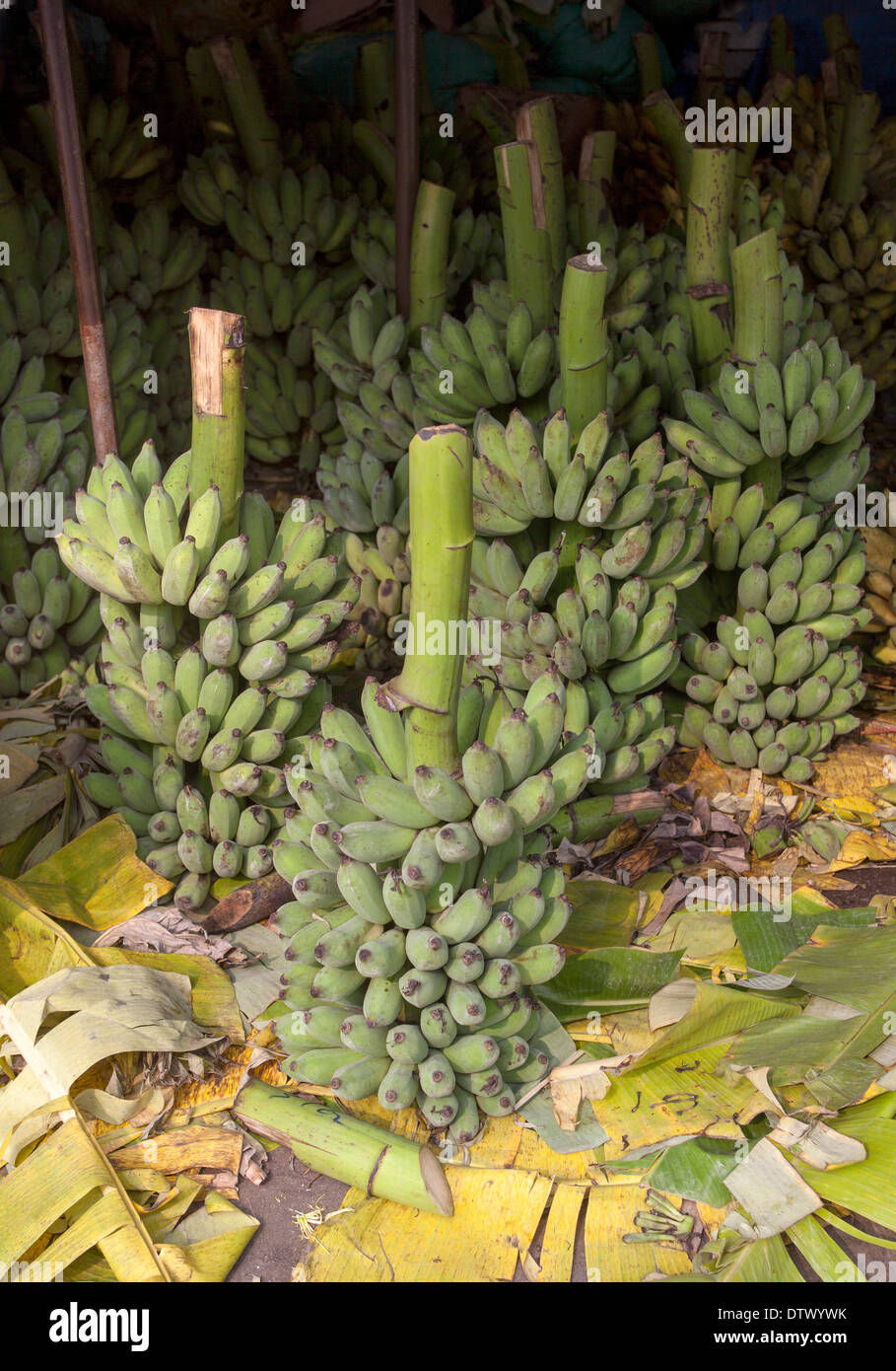 Le banane in vendita presso Dong Ba tonalità di mercato Foto Stock