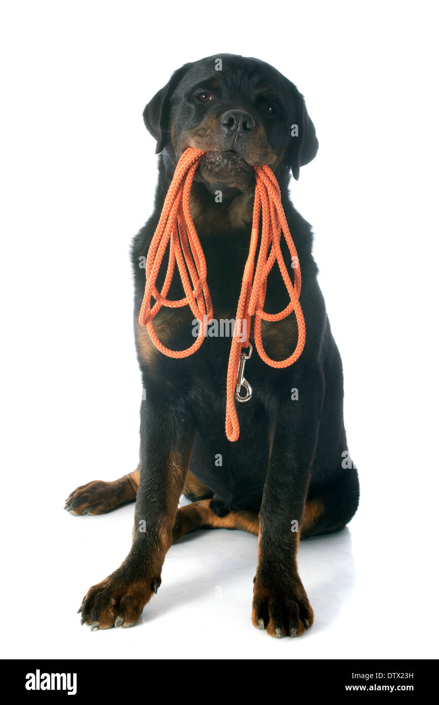 Ritratto di una razza Rottweiler davanti a uno sfondo bianco Foto Stock