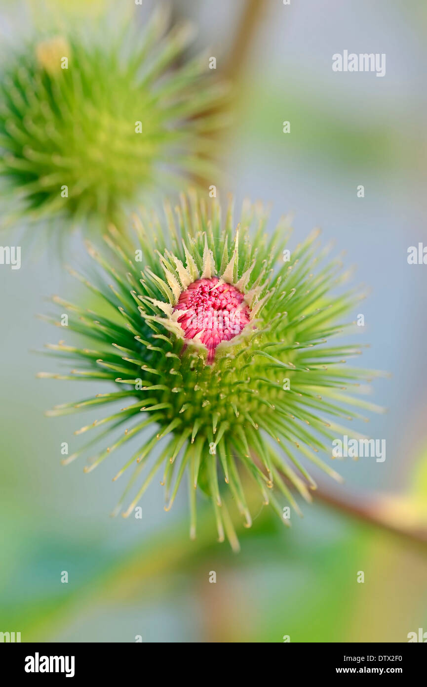 Arctium lappa Foto Stock