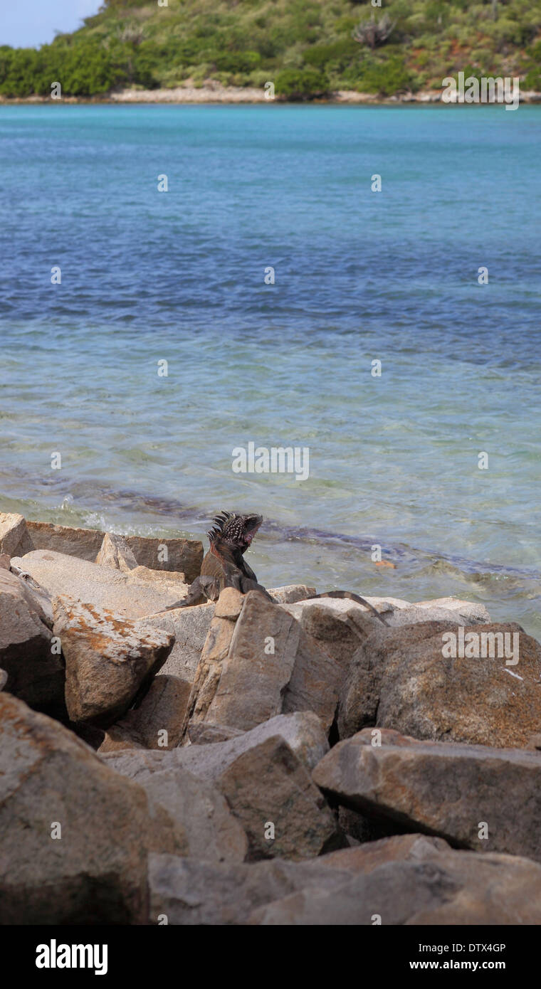 Isole Vergini Britanniche Foto Stock