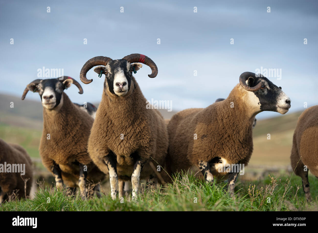 Scottish Blackface pecore sulla brughiera. Lanarkshire, Regno Unito Foto Stock