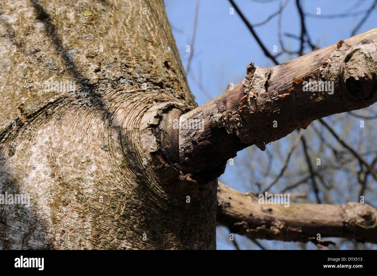 Ramo secco su un noce Foto Stock