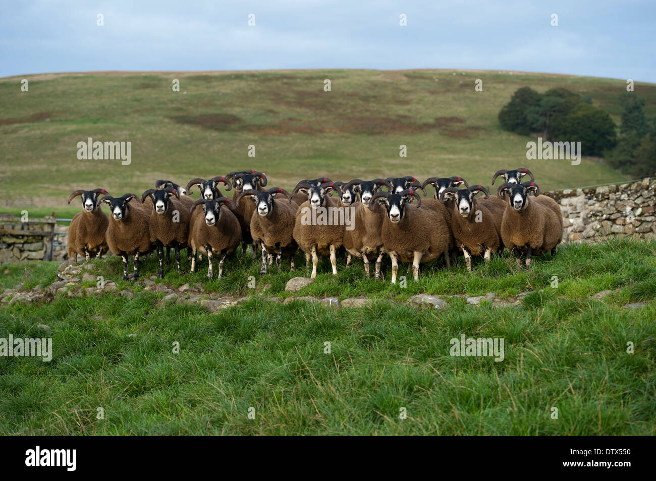 Scottish Blackface pecore sulla brughiera. Lanarkshire, Regno Unito Foto Stock