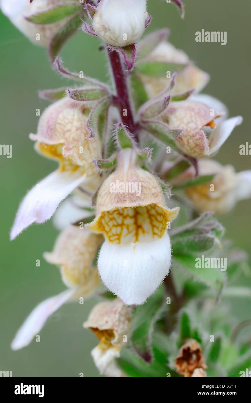 Foxglove lanoso Foto Stock