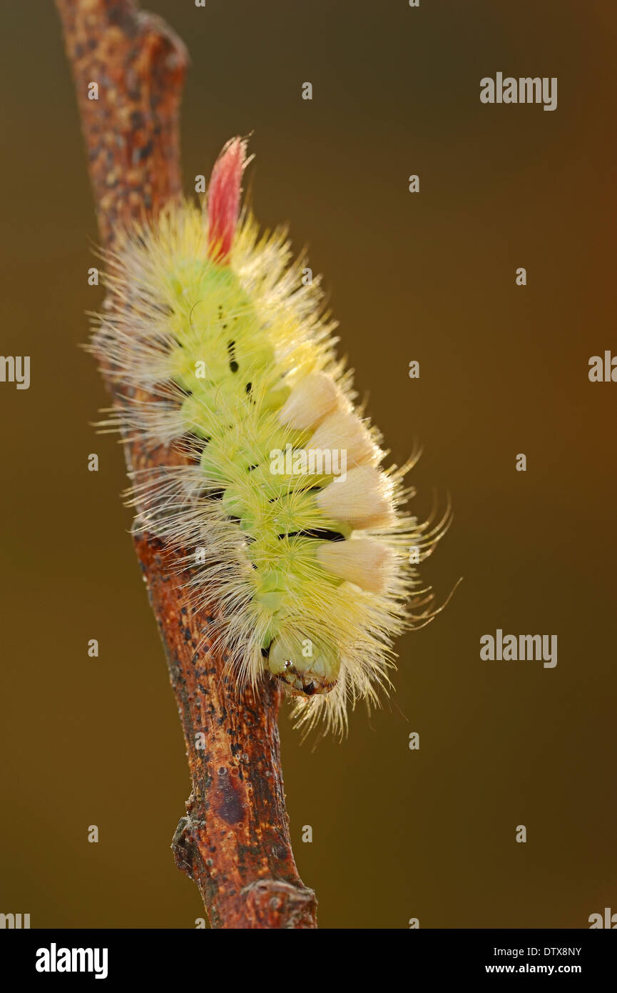 Pale Tussock Moth Foto Stock