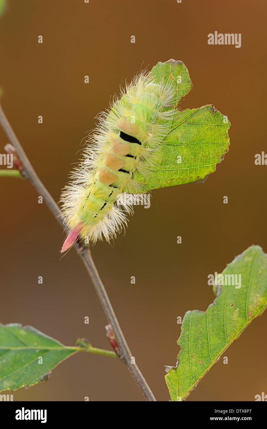 Pale Tussock Moth Foto Stock