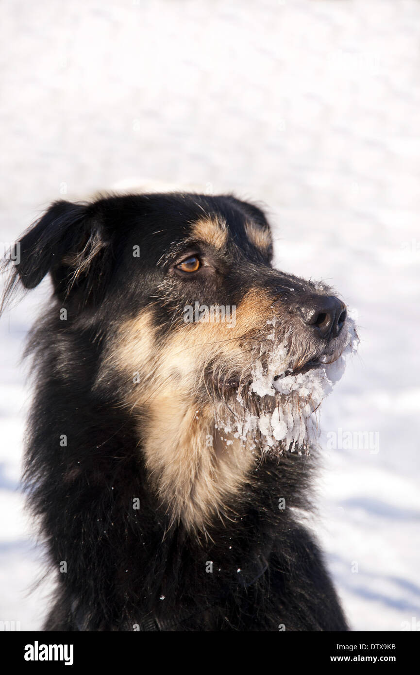 Cane nella neve Foto Stock