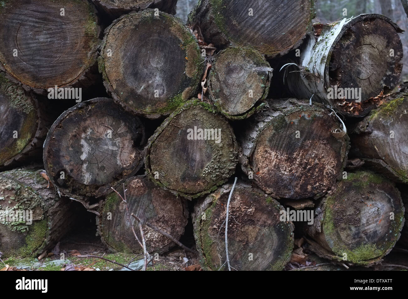 Pila di registro nei boschi, Woodstock NY, Upstate New York, legno marcescente pila, logpile nella foresta, Catskills Mountains, Foto Stock