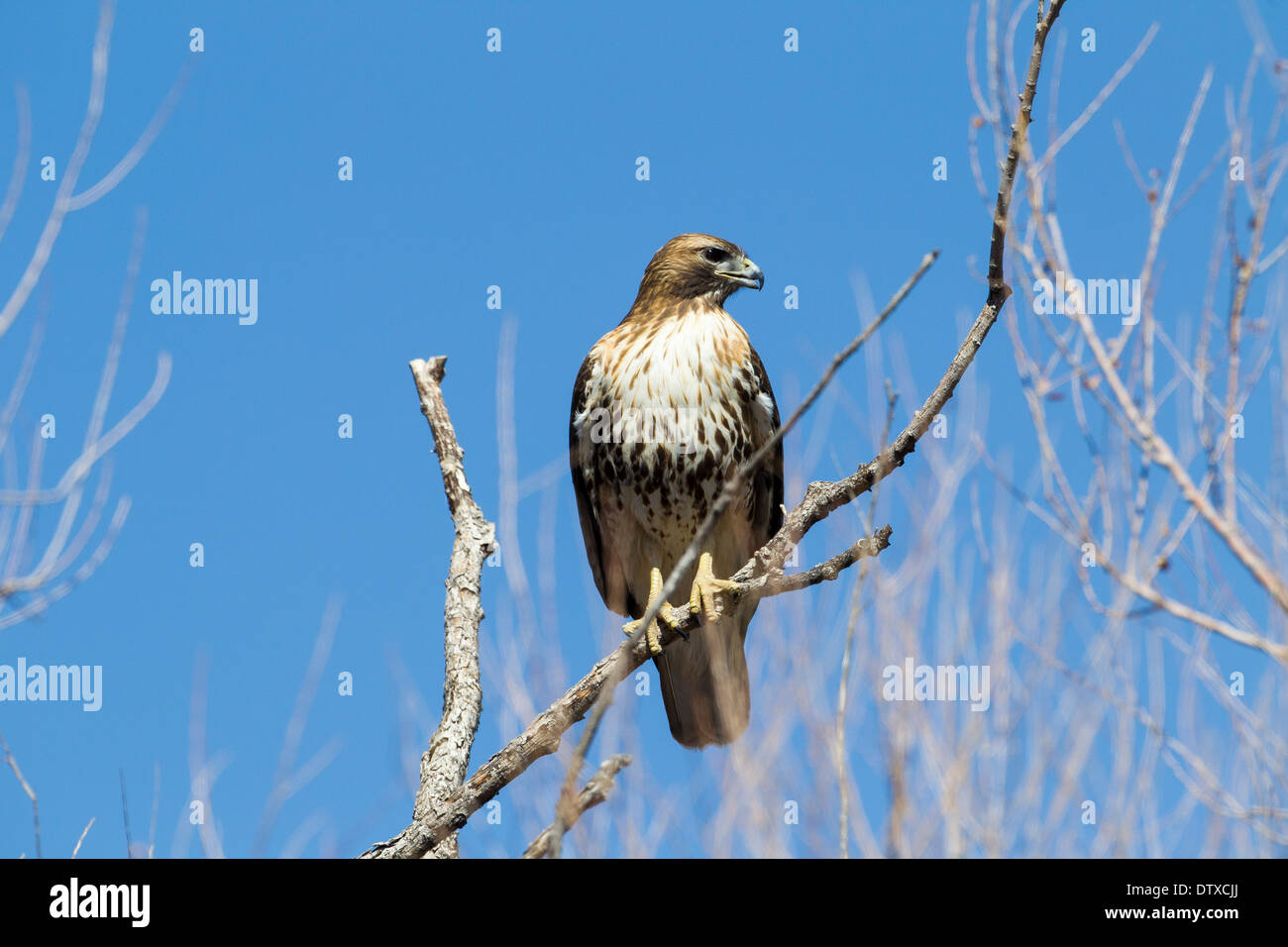 Un rosso-tailed hawk a Bosque del Apache, Nuovo Messico Foto Stock