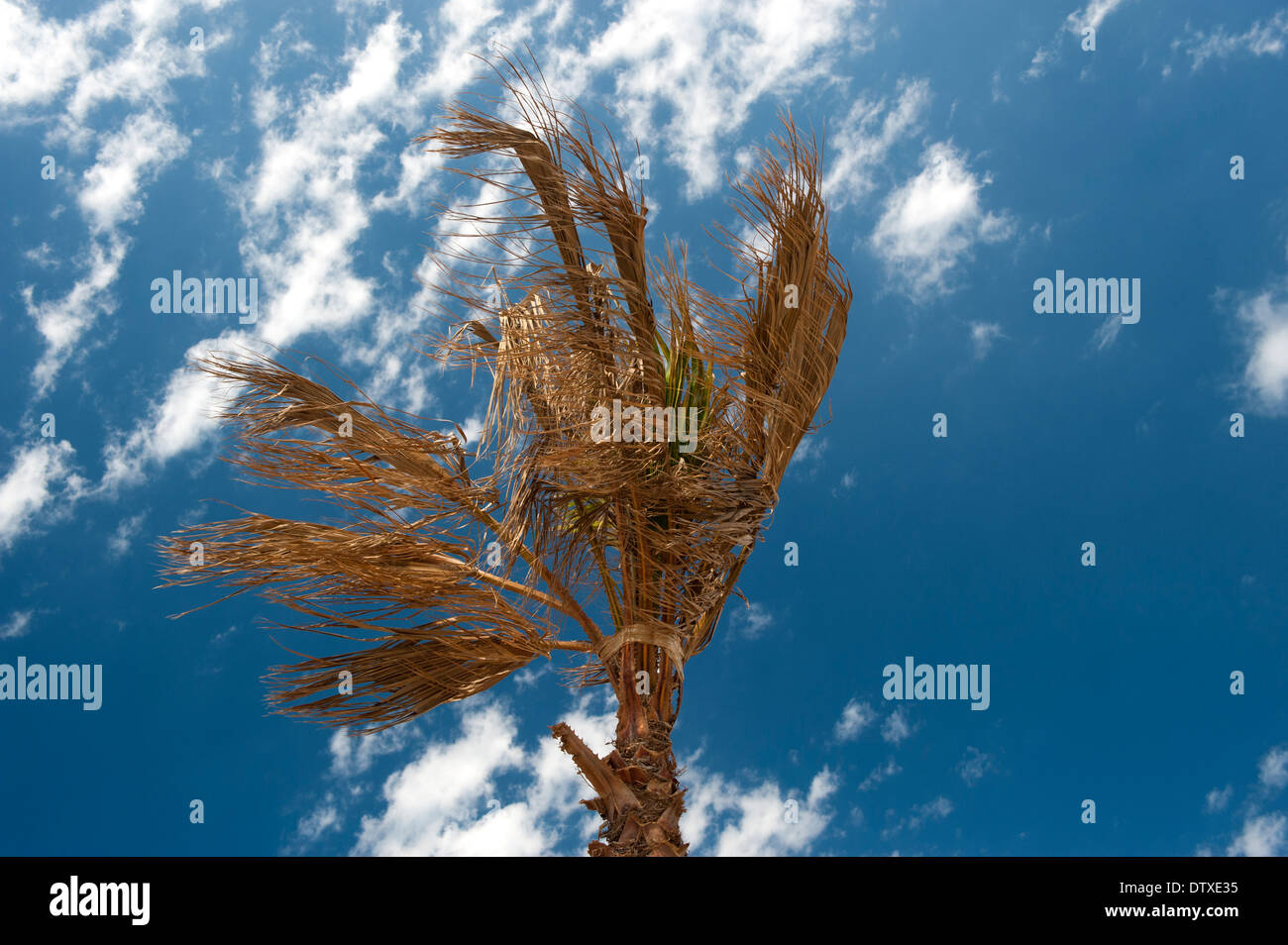 Alberi di Palma con cielo blu chiaro dietro. Spagna. Foto Stock