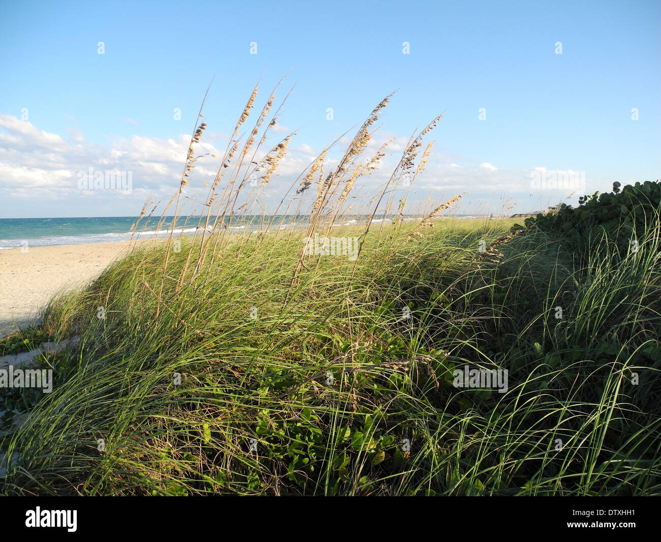 Erba di mare presso la spiaggia del mare d'erba che protegge le dune dolcemente oscilla nella la brezza marina sulla spiaggia. Foto Stock