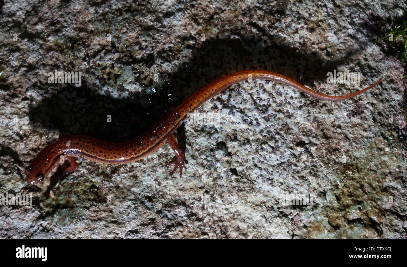 Blu due nervata rivestita Salamander Smokey Mountains Tennessee Foto Stock