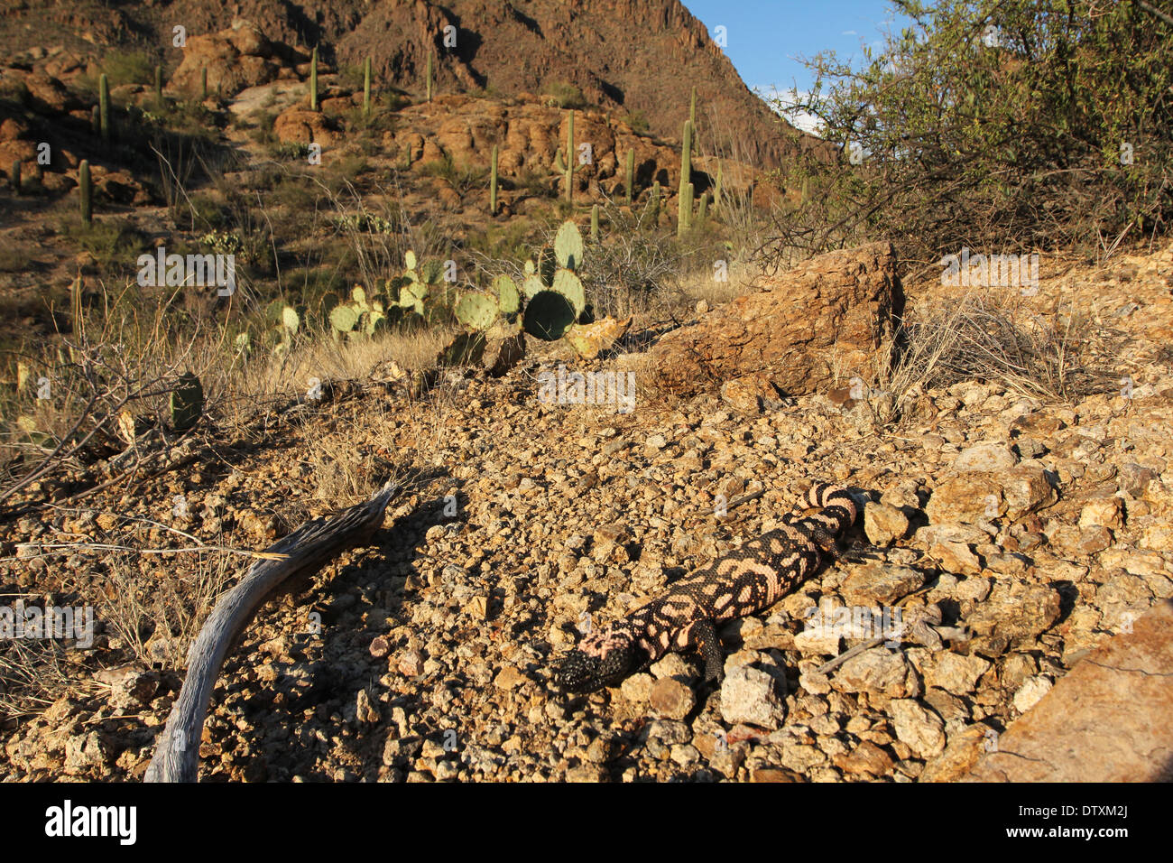 Mimetizzati Gila monster nel deserto di Sonora in Arizona Foto Stock