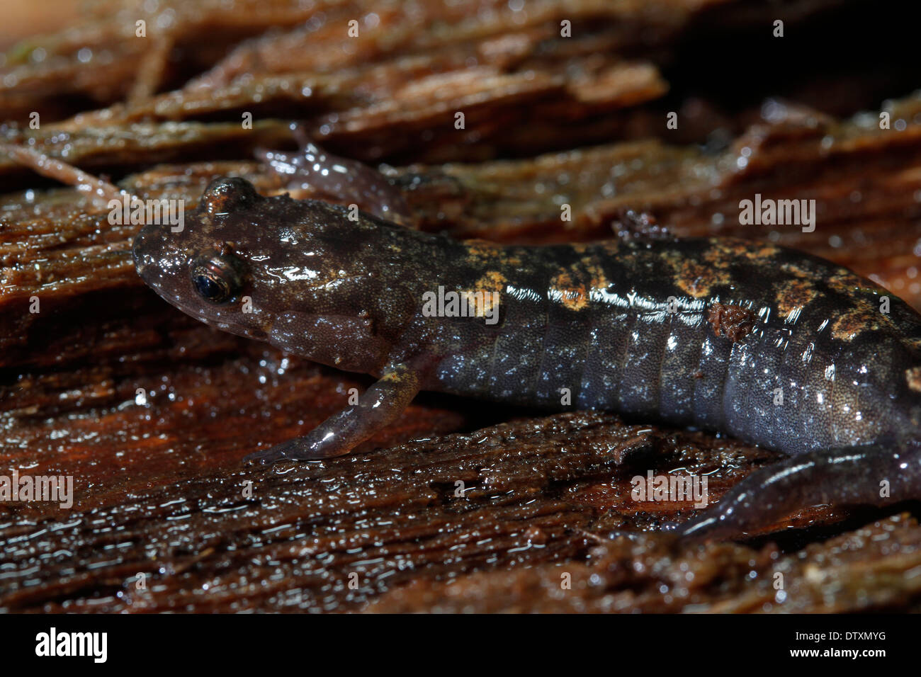 Imitatore Salamander Smokey Mountains Tennessee Foto Stock