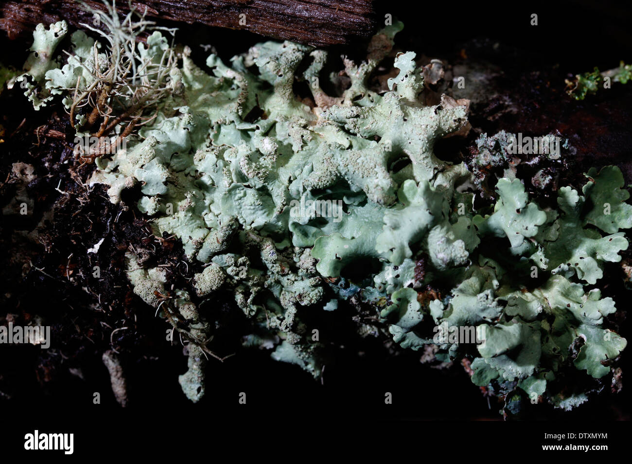 Il Lichen sul log Smokey Mountains Tennessee Foto Stock