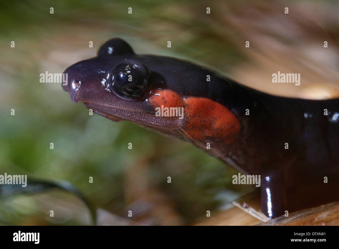 Red cheaked o la Giordania la Salamander Smoky Mountains Tennessee Foto Stock