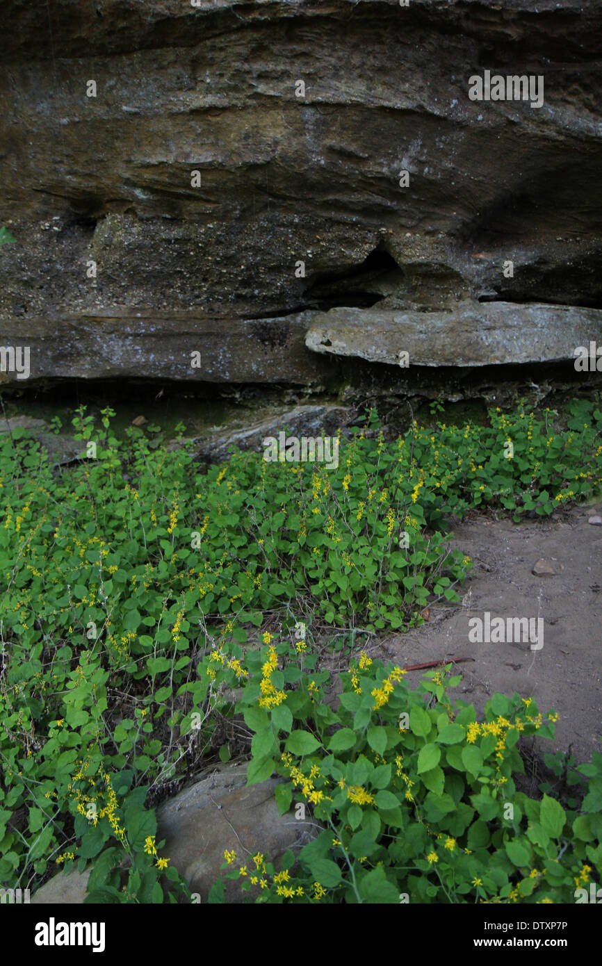 Minacciato dai capelli bianchi fiori di oro sotto la scogliera, Red River Gorge Kentucky Foto Stock