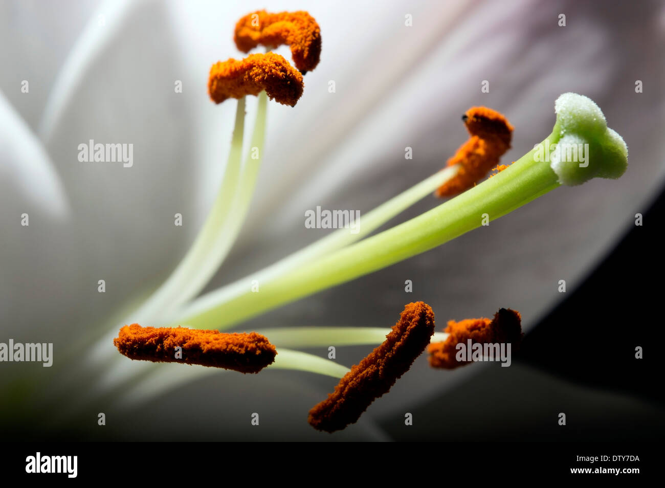 Stame in close up di Lily Foto Stock