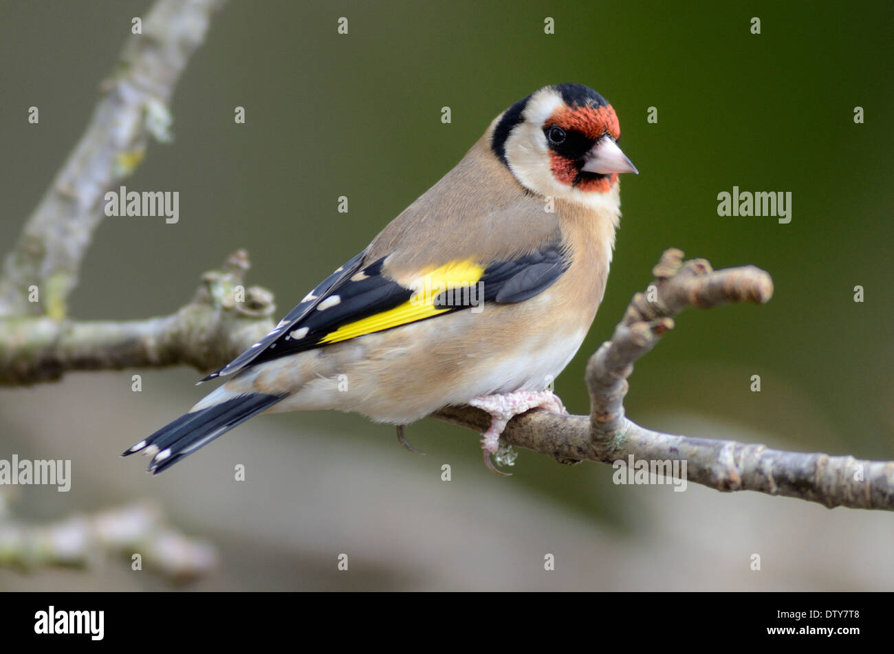 Un cardellino su un ramoscello REGNO UNITO Foto Stock