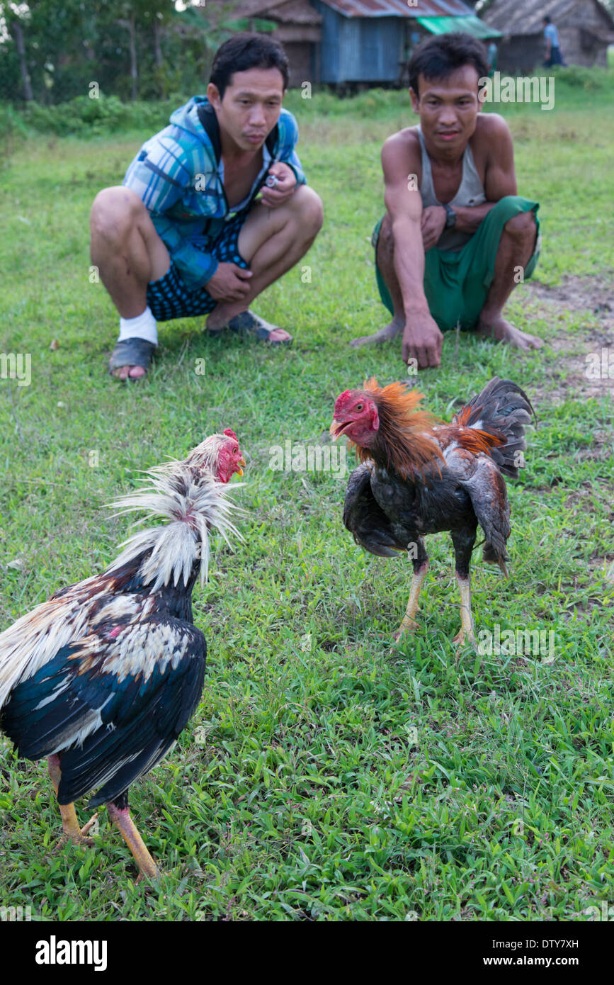 Cockfight. Myaung Mya. Divisione Irrawaddyi. Myanmar (Birmania). Foto Stock