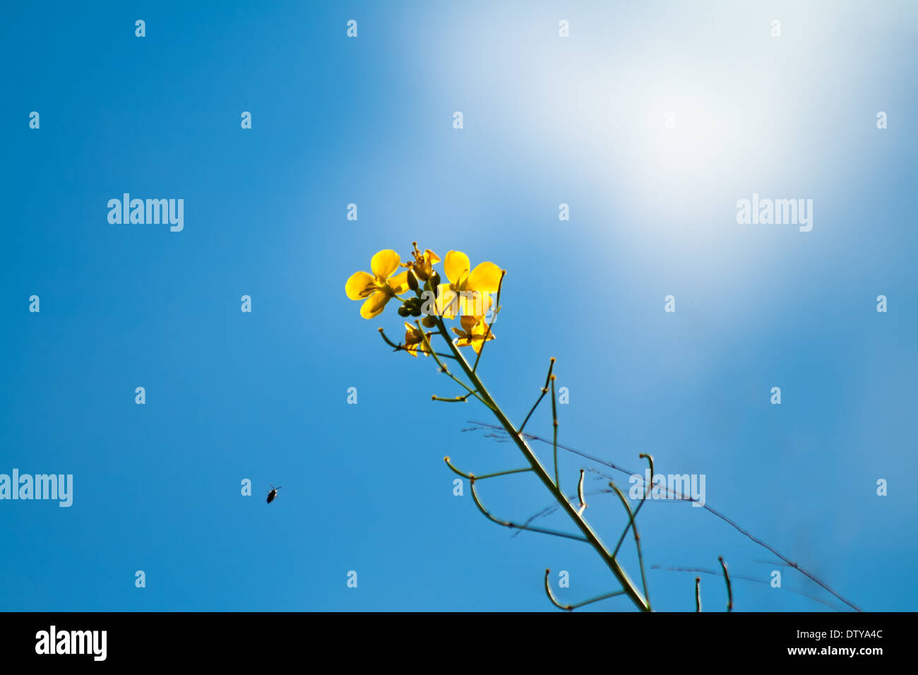 Un'ape volando verso i fiori gialli nel cielo blu, guardando verso l'alto Foto Stock