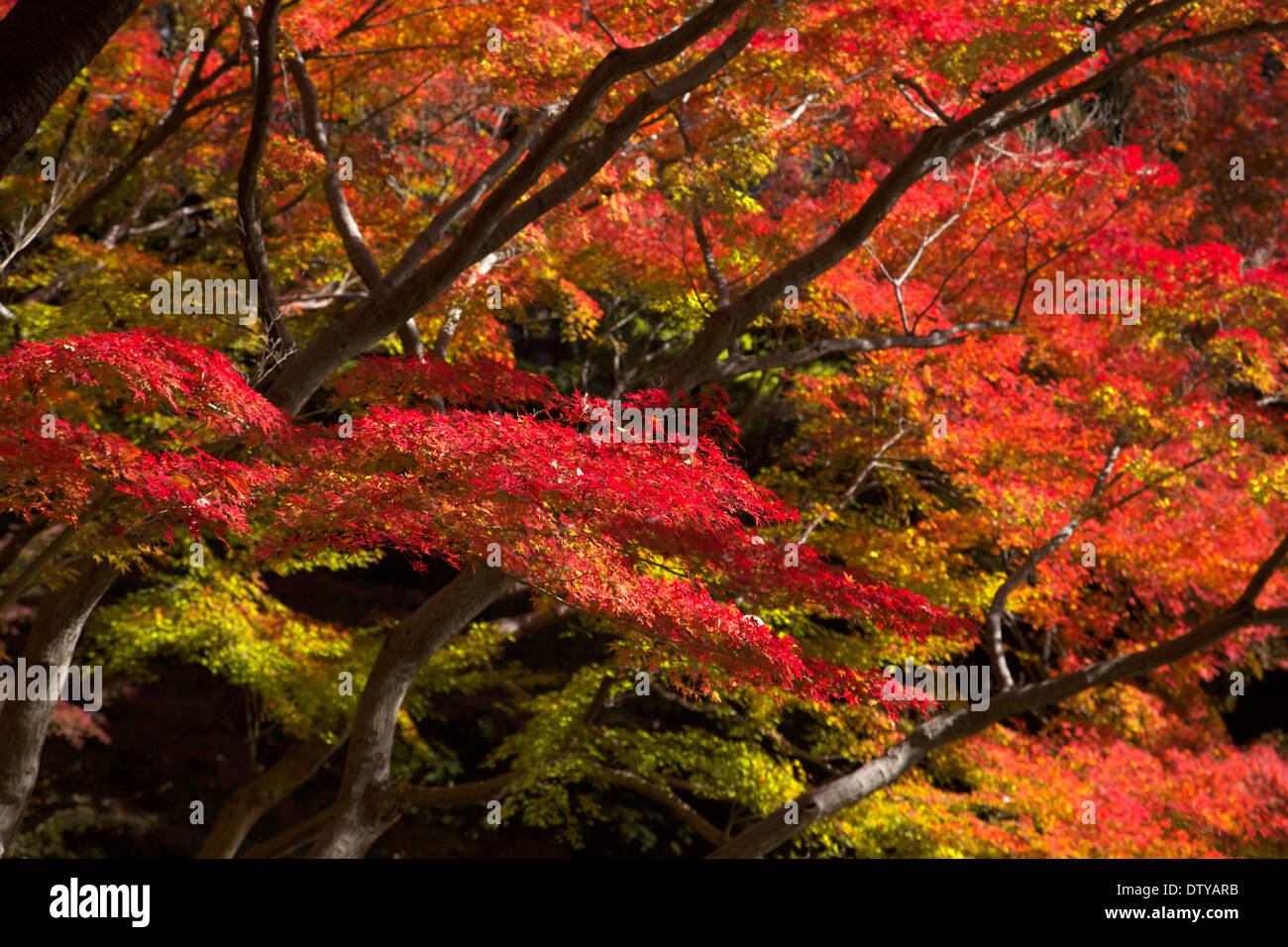 Foglie di autunno Foto Stock