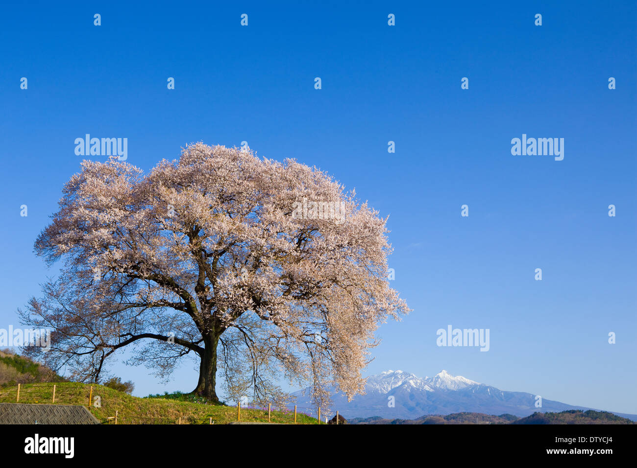 Fiori di ciliegio Foto Stock