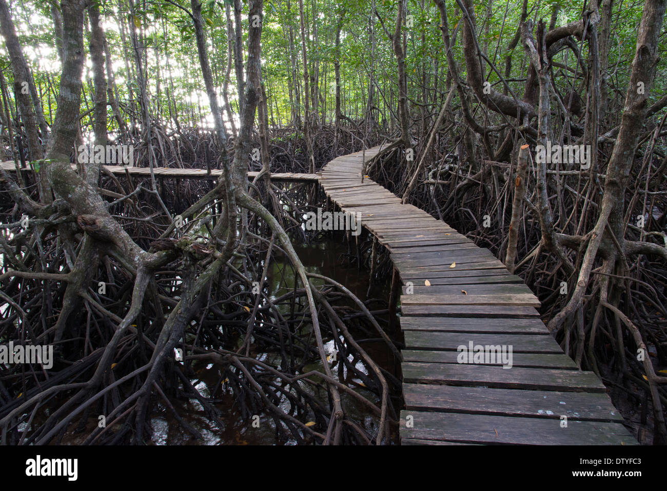 Comitato Krasop Sancturay mangrovie. Koh Kong. Cambogia. Foto Stock Comitato Krasop Sancturay mangrovie. Koh Kong. Cambogia. Foto Stock
