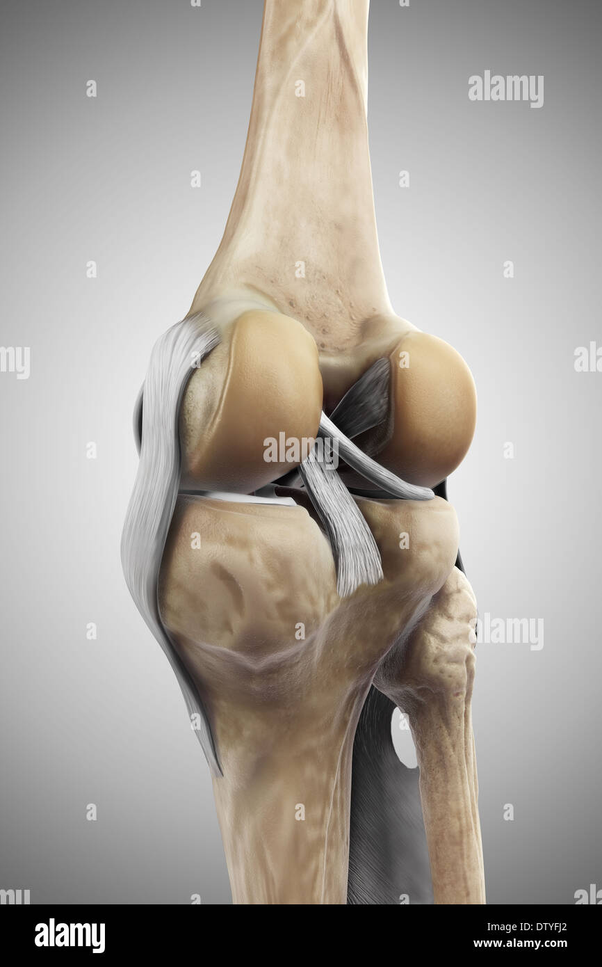A destra i legamenti del ginocchio Foto Stock