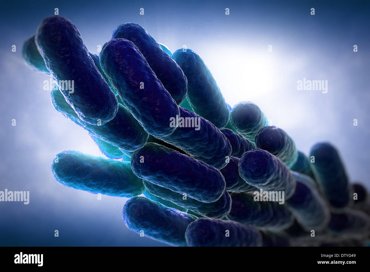 Legionella pneumophila batteri Foto Stock