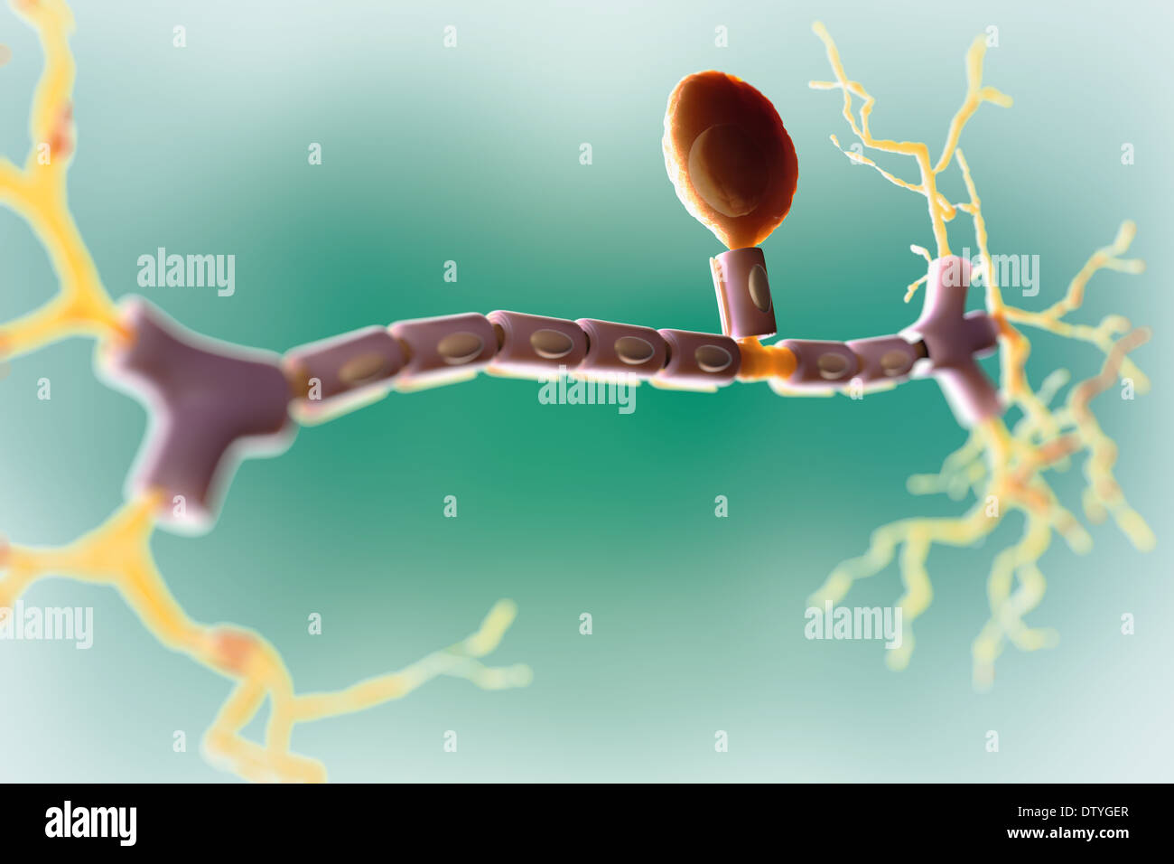 Neurone unipolare Foto Stock