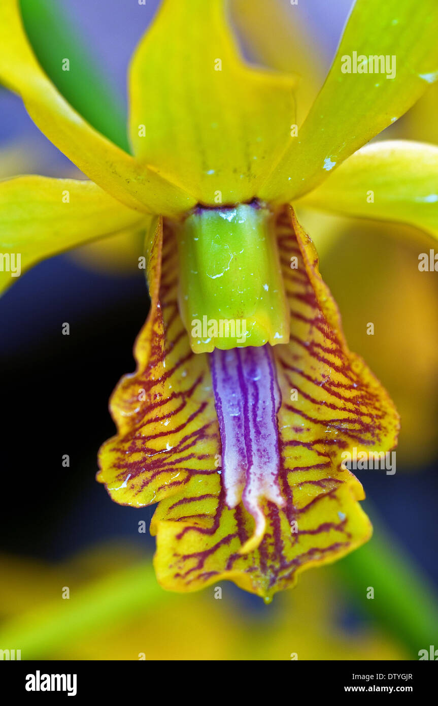 Orchidea Foto Stock