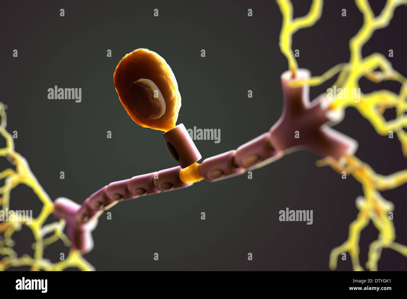 Neurone unipolare Foto Stock