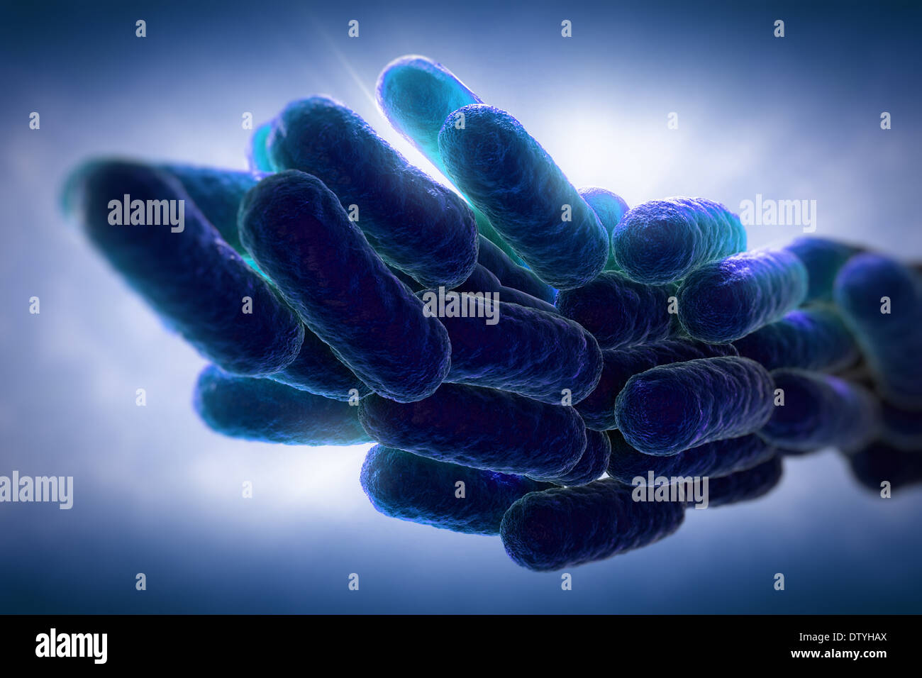 Legionella pneumophila batteri Foto Stock