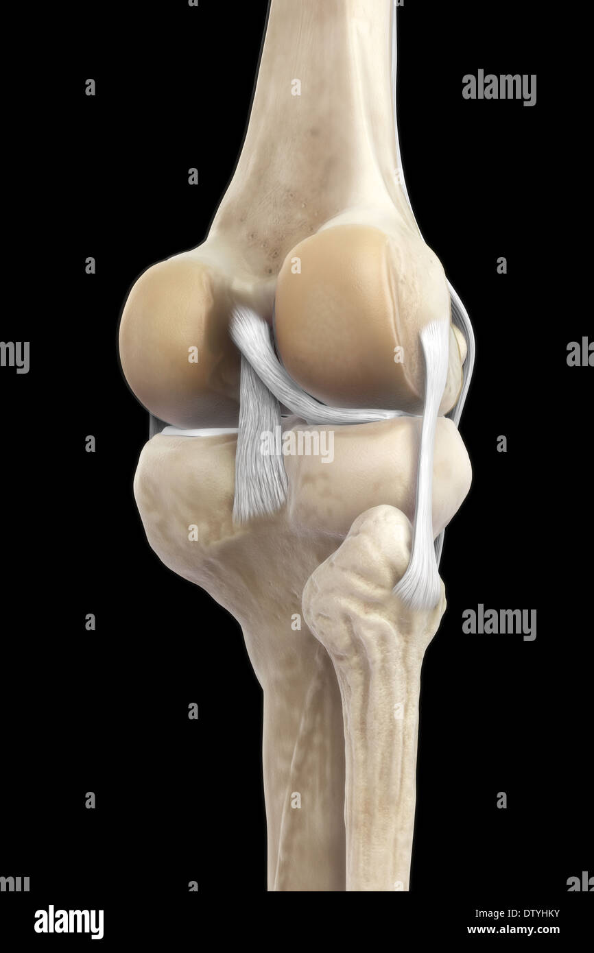 A destra i legamenti del ginocchio Foto Stock