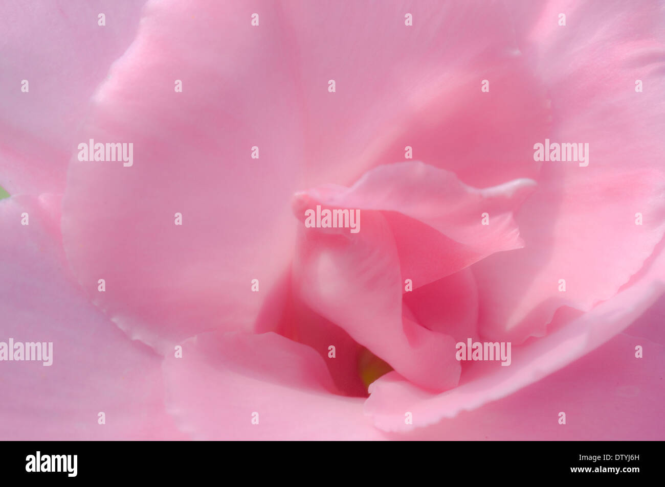 Morbido come petali di rosa Foto Stock