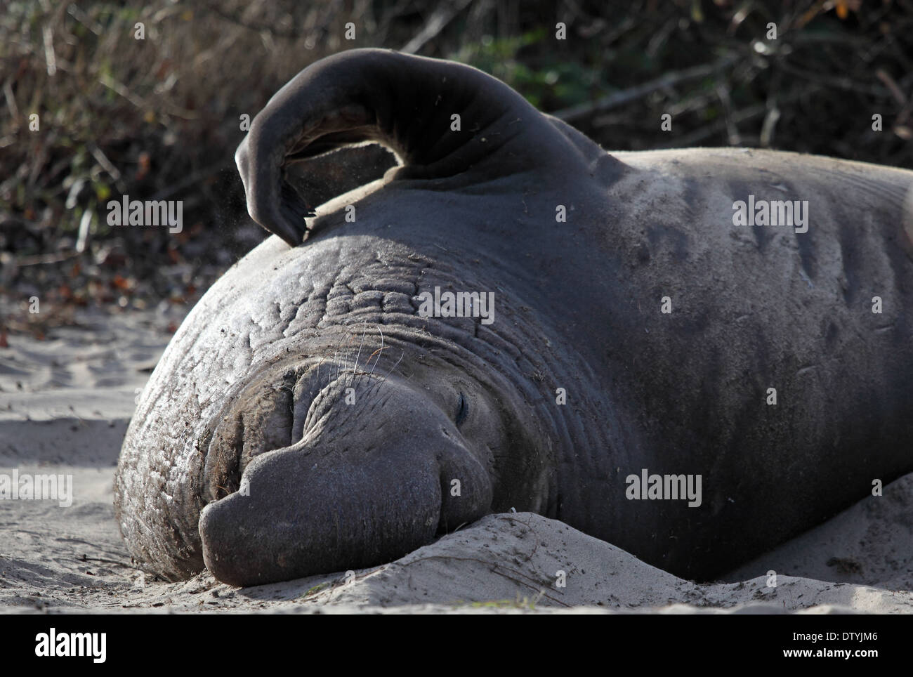 Vista Ingrandita Di Un Elefante Di Mare Sulla Spiaggia Di Sabbia Foto Stock Alamy