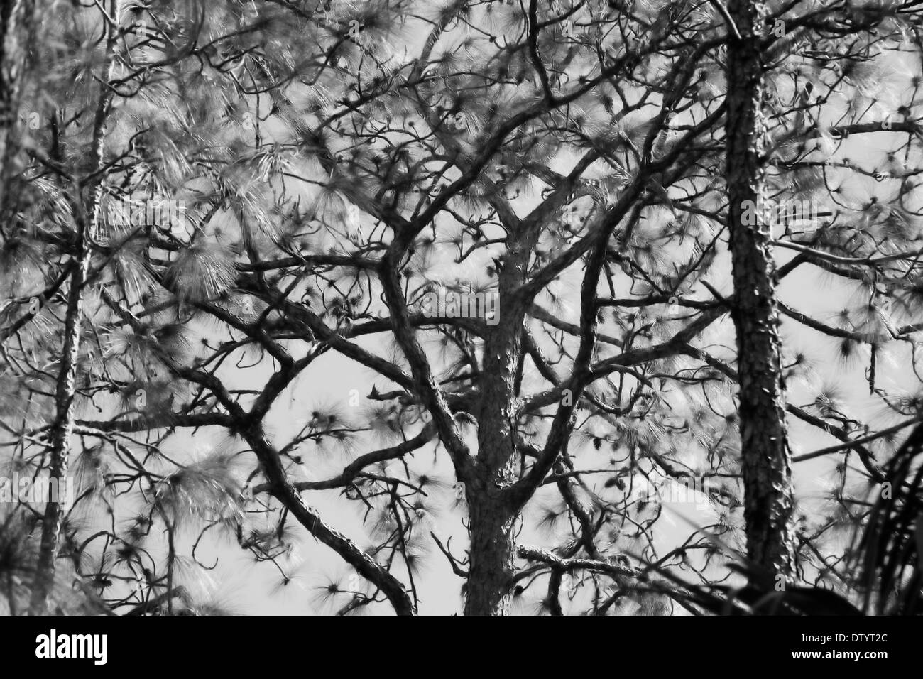 TREE TOP monocromatico Foto Stock