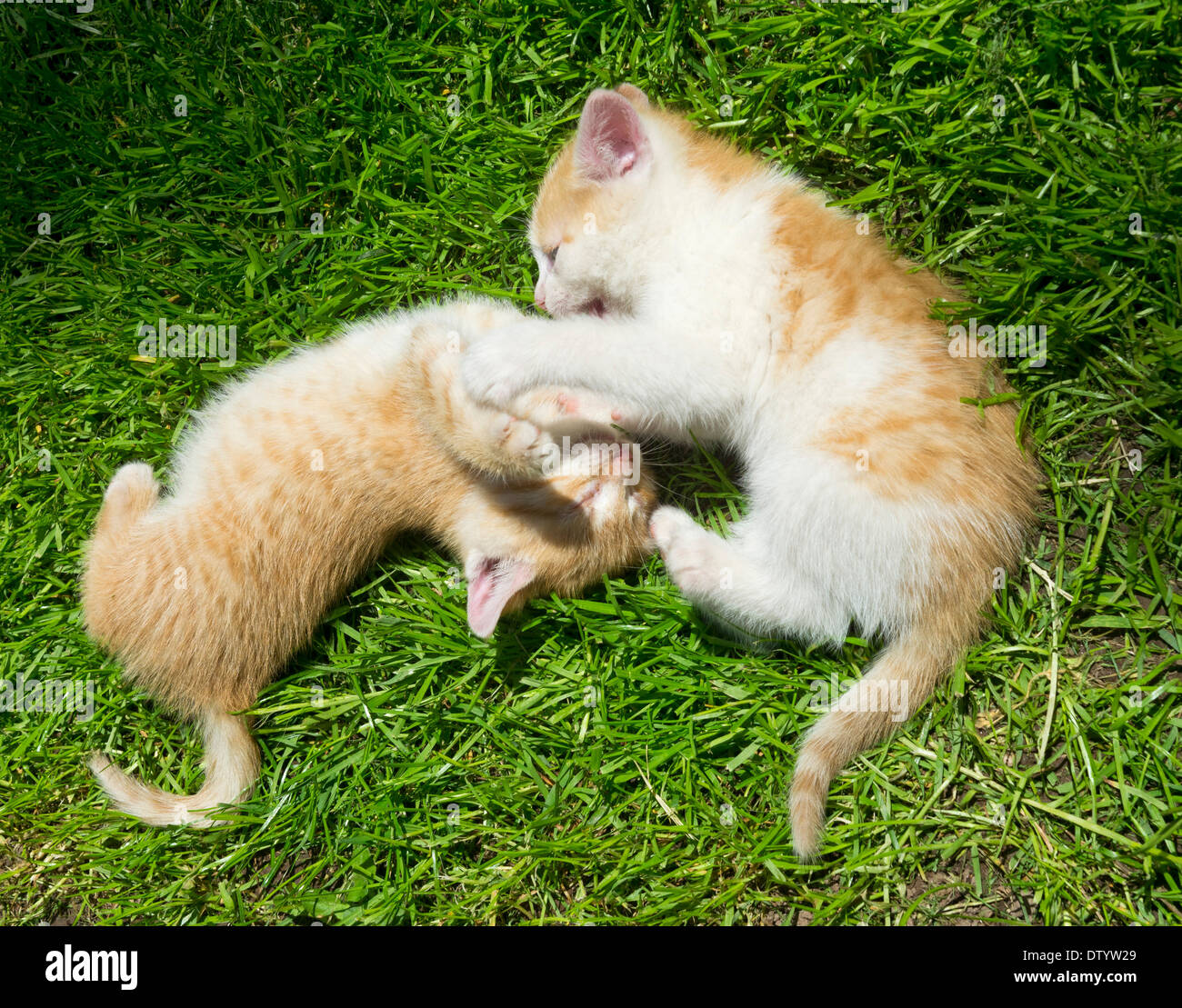 Due giovani gatti playfighting gli uni con gli altri, Austria Foto Stock