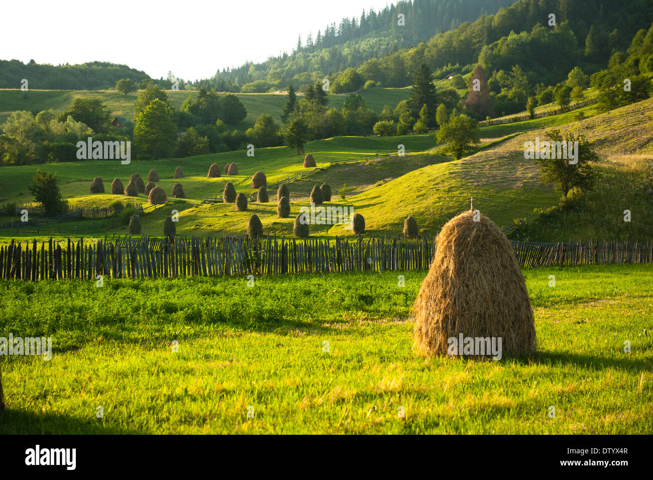 Paesaggio in Bucovina Foto Stock