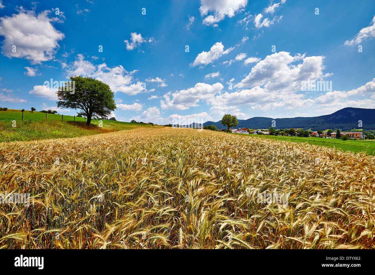 Agricoltura Foto Stock