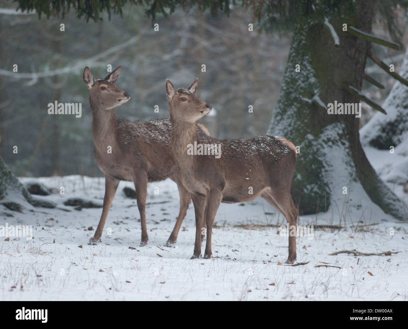 Il cervo (Cervus elaphus), cerve nel loro cappotti invernali in piedi nella neve, captive, Baviera, Germania Foto Stock