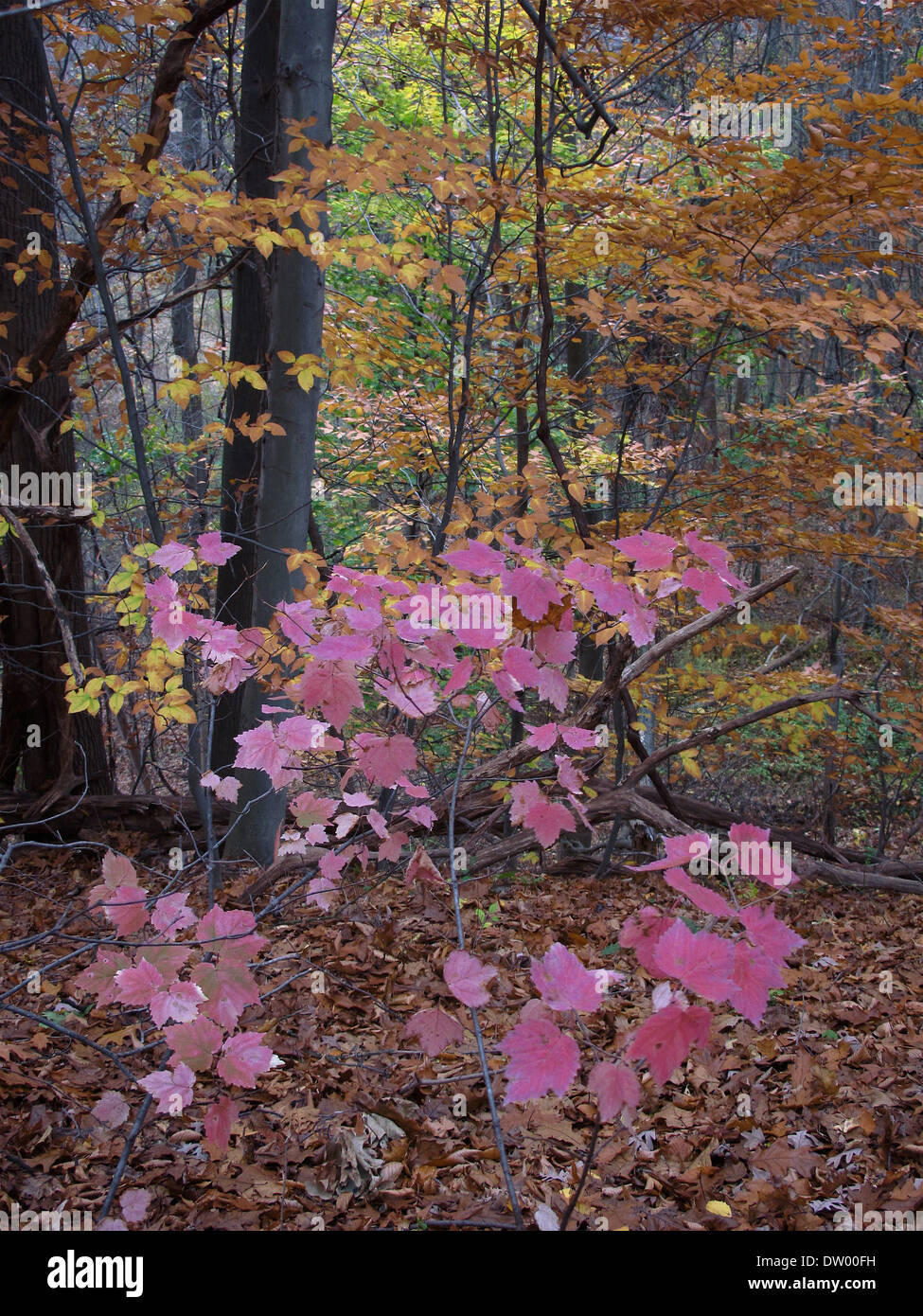 Caduta delle foglie, Hudson Valley, foresta, boschi, Upstate New York Foto Stock