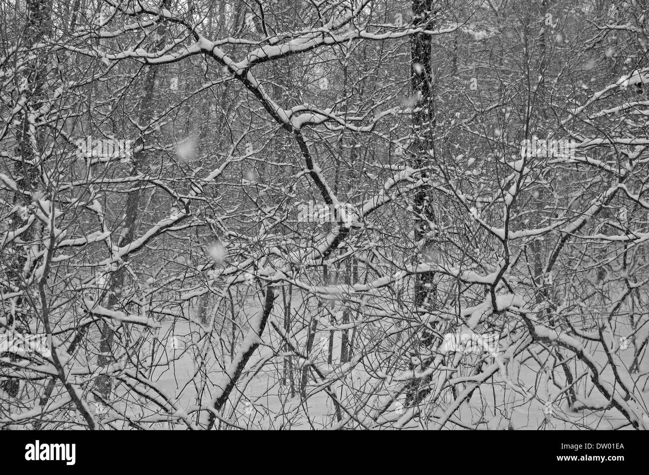 Alberi di neve in bianco e nero, Bristol Beach State Park, Saugerties NY Foto Stock