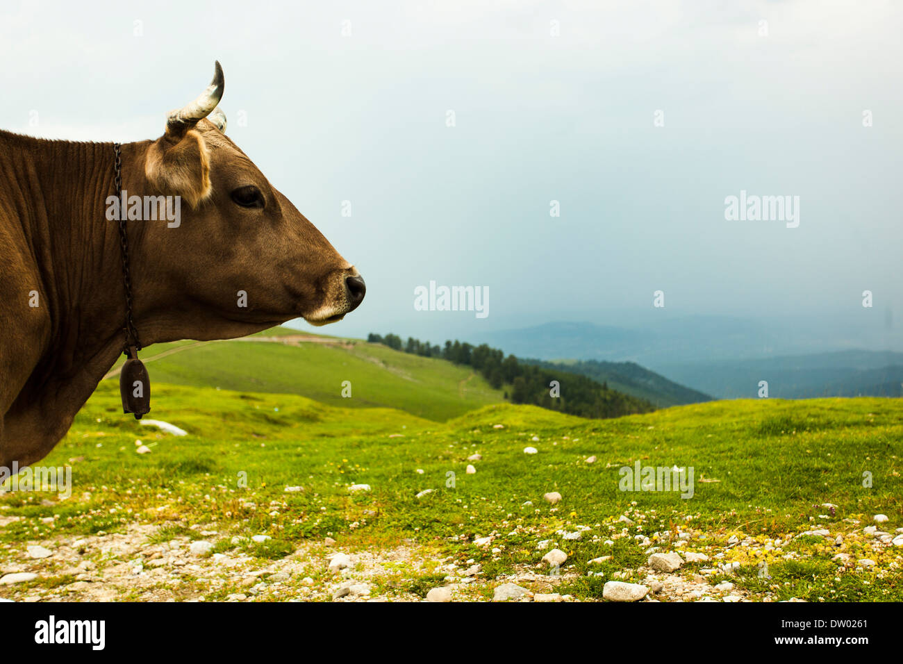 Una mucca marrone sulla montagna Foto Stock