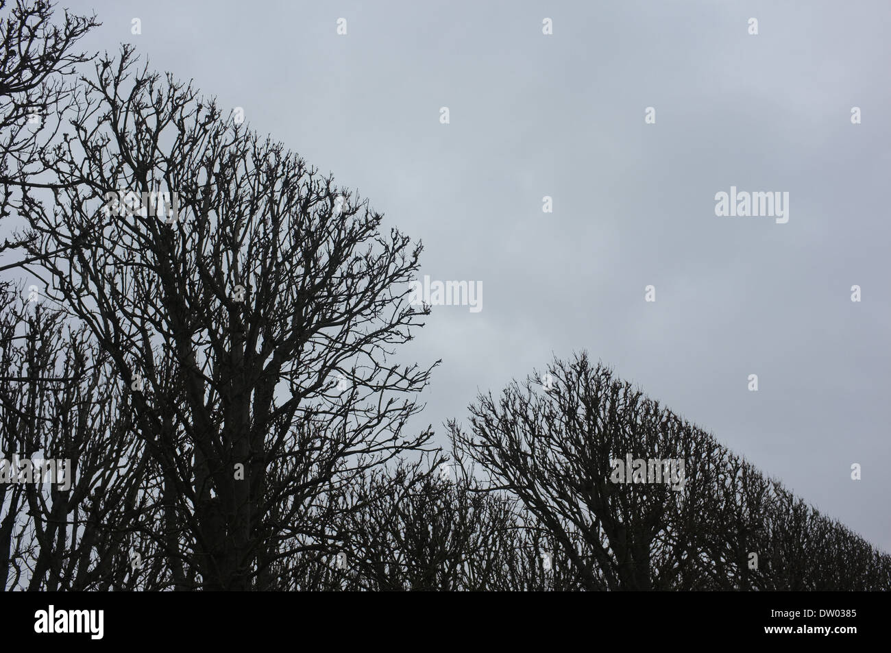 Palazzo a Sceaux, Parigi, taglio quadrato Topiaria da alberi Foto Stock