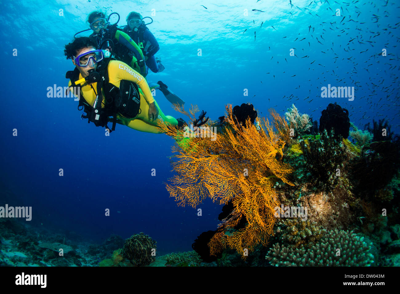 Gruppo di subacquei in una colorata barriera corallina, Filippine Foto Stock